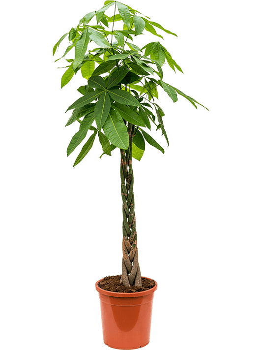 Planta naturala de interior Stem braided D65xH170cm Pachira aquatica PS31/29cm in pamant