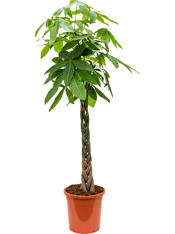 Planta naturala de interior Stem braided D65xH170cm Pachira aquatica PS31/29cm in pamant