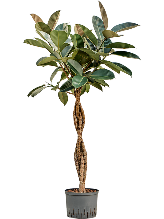 Planta naturala de interior Stem braided D70xH150cm Ficus elastica 'Burgundy' P25/19cm in hidrogranule