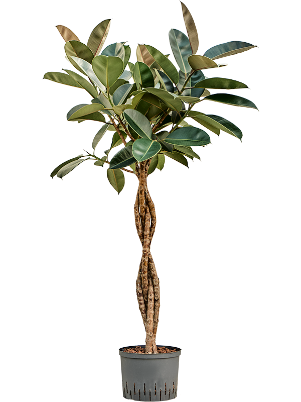 Planta naturala de interior Stem braided D70xH150cm Ficus elastica 'Burgundy' P25/19cm in hidrogranule