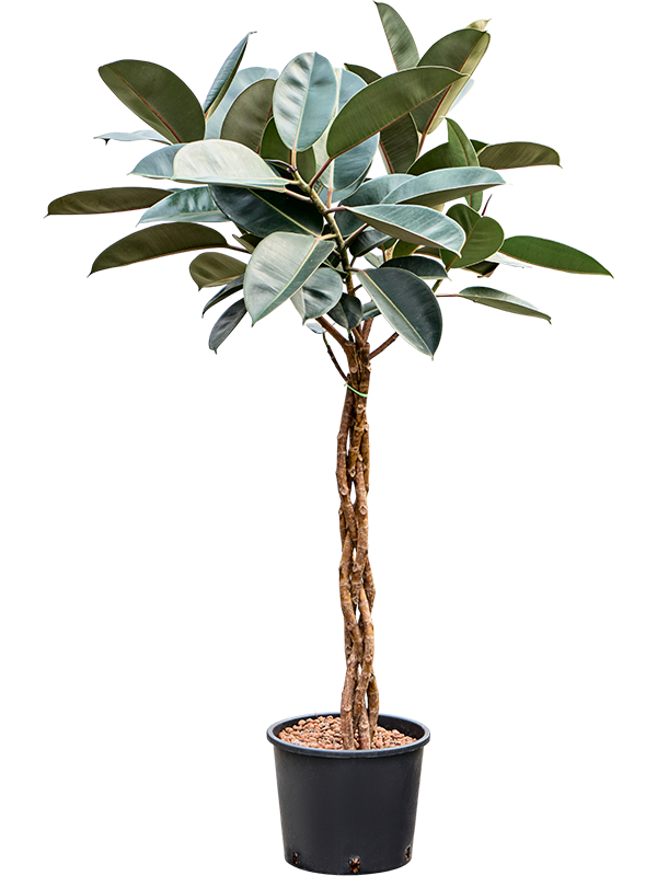 Planta naturala de interior Stem braided D70xH150cm Ficus elastica 'Burgundy' P28/24cm in hidrogranule