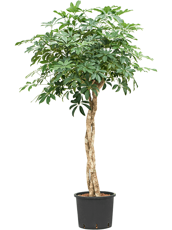 Planta naturala de interior Stem braided D70xH150cm Schefflera arboricola 'Compacta' P28/24cm in hidrogranule