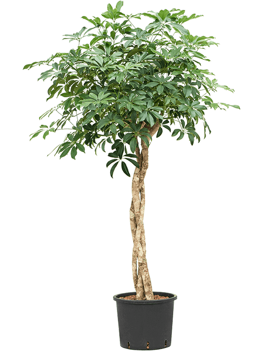 Planta naturala de interior Stem braided D70xH150cm Schefflera arboricola 'Compacta' P28/24cm in hidrogranule