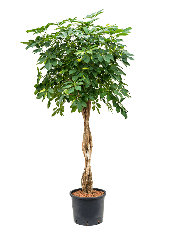 Planta naturala de interior Stem braided D70xH150cm Schefflera arboricola 'Gold Capella' P28/24cm in hidrogranule