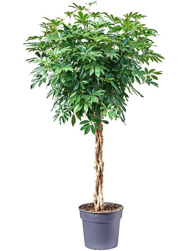 Planta naturala de interior Stem braided D70xH160cm Schefflera arboricola 'Compacta' PS34/30cm in pamant