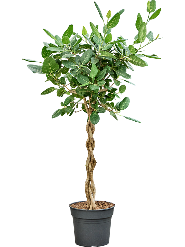Planta naturala de interior Stem braided D70xH170cm Ficus benghalensis 'Audrey' PS38/32cm in pamant