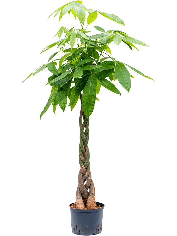 Planta naturala de interior Stem braided D70xH170cm Pachira aquatica P25/19cm in hidrogranule