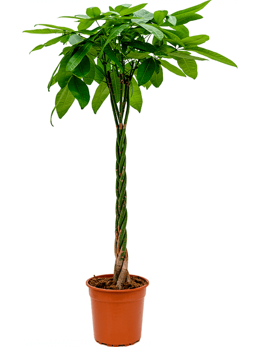 Planta naturala de interior Stem braided D70xH170cm Pachira aquatica PS27/24cm in pamant