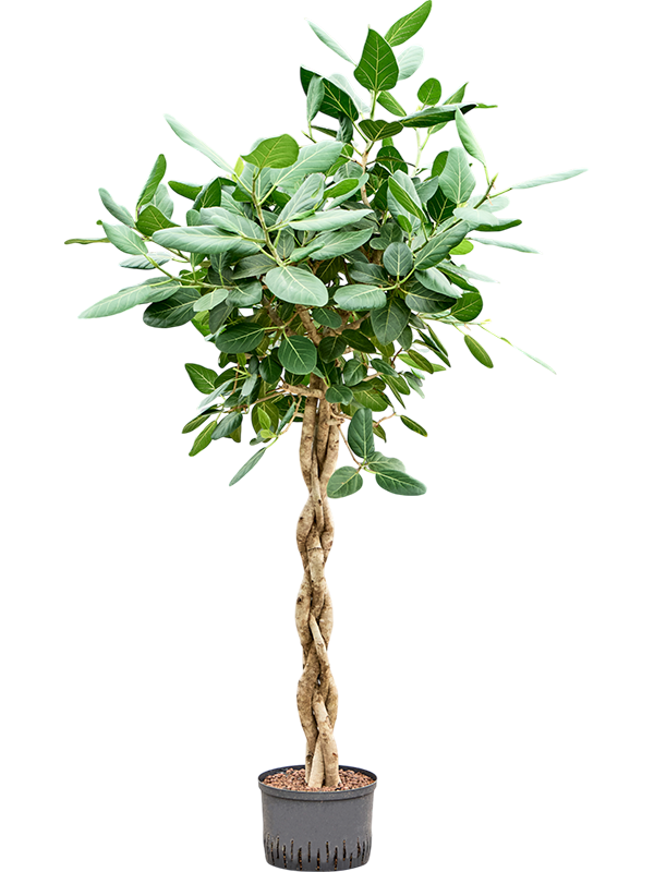 Planta naturala de interior Stem braided D70xH180cm Ficus benghalensis 'Audrey' P28/19cm in hidrogranule
