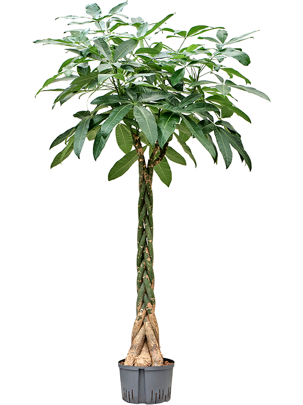Planta naturala de interior Stem braided D70xH180cm Pachira aquatica P28/19cm in hidrogranule