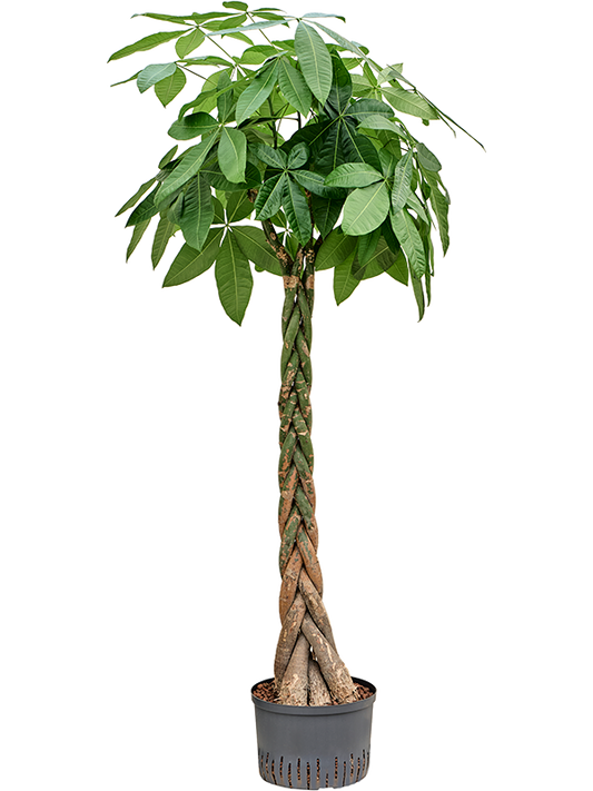 Planta naturala de interior Stem braided D70xH180cm Pachira aquatica P28/19cm in hidrogranule