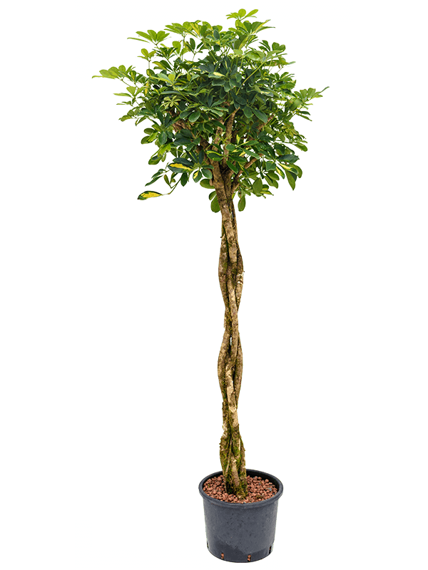 Planta naturala de interior Stem braided D80xH160cm Schefflera arboricola 'Gold Capella' P30/26cm in hidrogranule