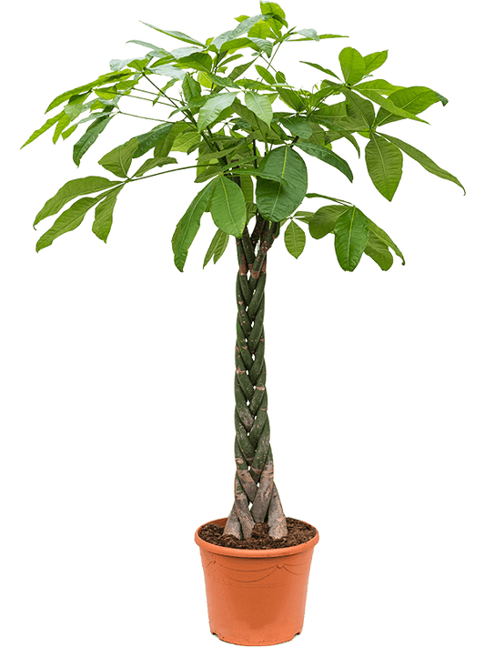 Planta naturala de interior Stem braided D75xH190cm Pachira aquatica PS35/32cm in pamant