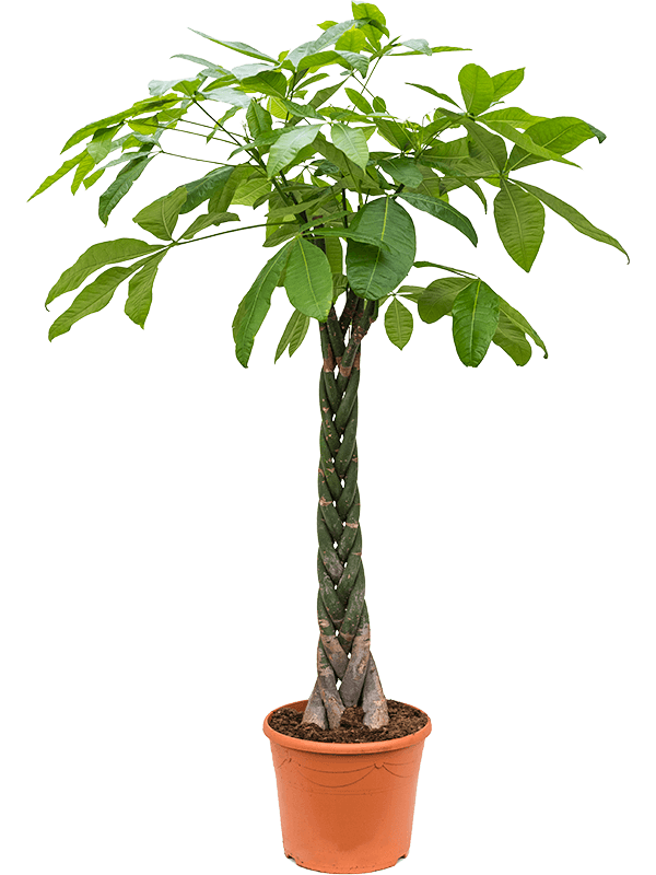 Planta naturala de interior Stem braided D75xH190cm Pachira aquatica PS35/32cm in pamant