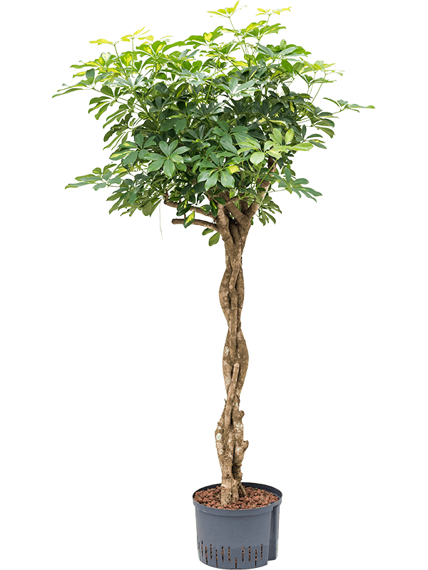 Planta naturala de interior Stem braided D80xH150cm Schefflera arboricola 'Gold Capella' P28/19cm in hidrogranule