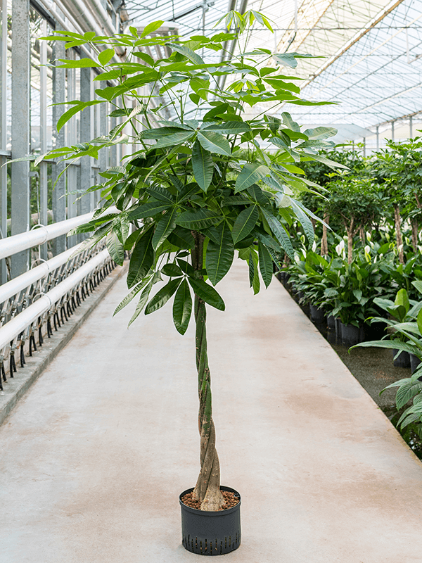 Planta naturala de interior Stem braided D80xH175cm Pachira aquatica P28/19cm in hidrogranule