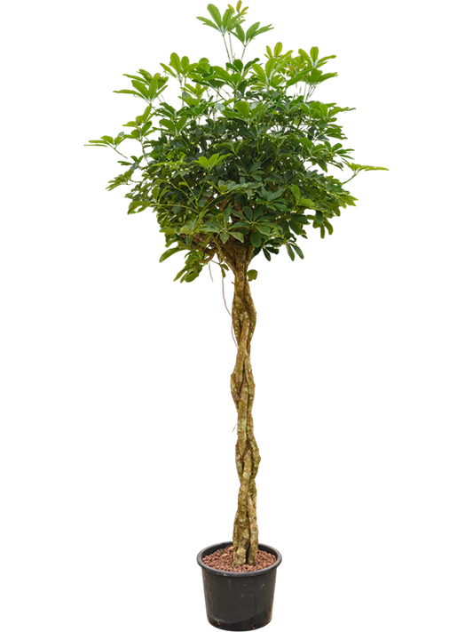 Planta naturala de interior Stem braided D80xH180cm Schefflera arboricola 'Compacta' P32/26cm in hidrogranule