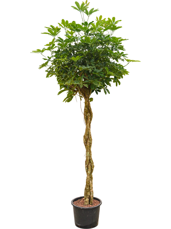 Planta naturala de interior Stem braided D80xH180cm Schefflera arboricola 'Compacta' P32/26cm in hidrogranule