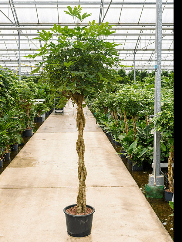 Planta naturala de interior Stem braided D80xH180cm Schefflera arboricola 'Compacta' P32/26cm in hidrogranule