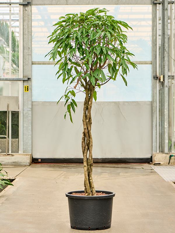 Planta naturala de interior Stem braided D80xH190cm Ficus binnendijkii 'Amstel King' P43/32cm in hidrogranule