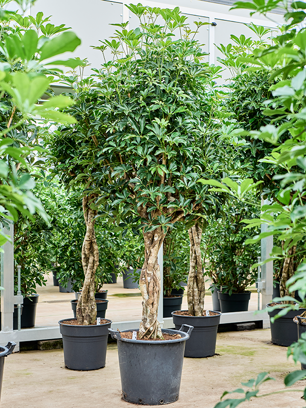 Planta naturala de interior Stem braided D85xH200cm Schefflera arboricola 'Compacta' PS45/38cm in pamant