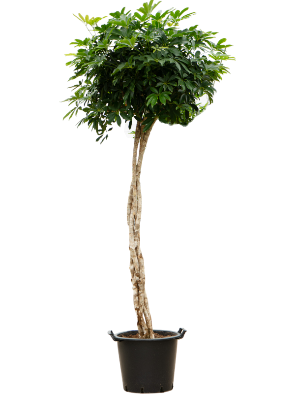 Planta naturala de interior Stem braided D85xH220cm Schefflera arboricola 'Compacta' PS45/37cm in pamant