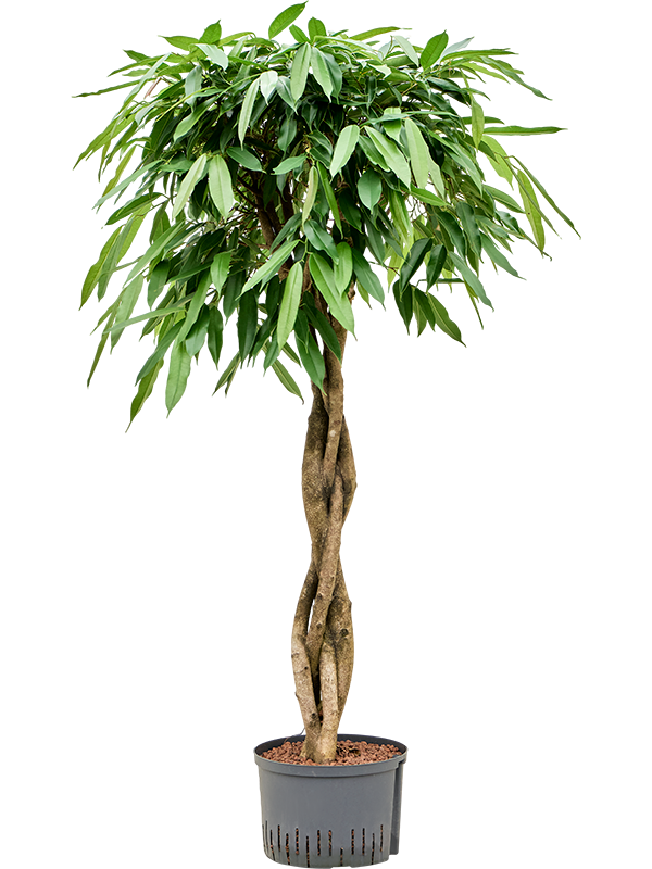 Planta naturala de interior Stem braided D90xH150cm Ficus binnendijkii 'Amstel King' P25/19cm in hidrogranule
