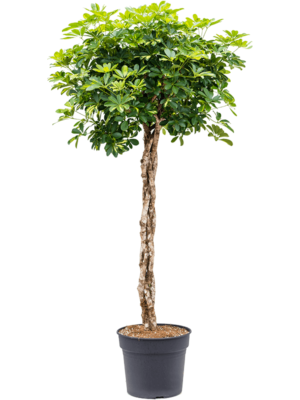 Planta naturala de interior Stem braided D90xH180cm Schefflera arboricola 'Gold Capella' PS38/32cm in pamant