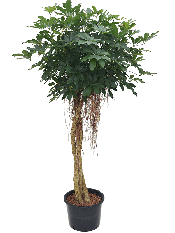 Planta naturala de interior Stem braided D90xH190cm Schefflera arboricola 'Compacta' P30/26cm in hidrogranule
