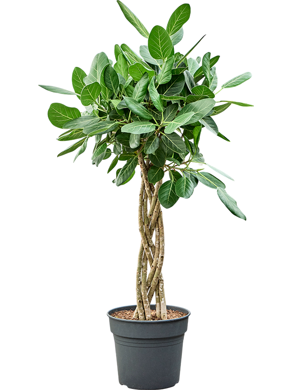 Planta naturala de interior Stem Braided flat D60xH140cm Ficus benghalensis 'Audrey' PS34/30cm in pamant