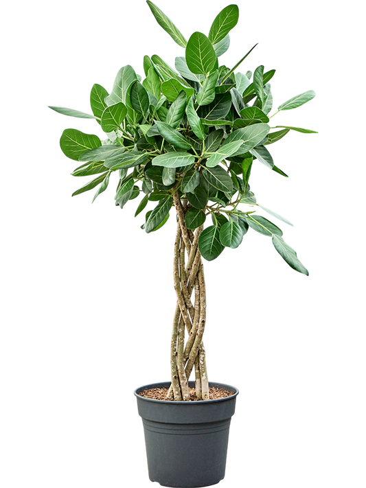 Planta naturala de interior Stem Braided flat D60xH150cm Ficus benghalensis 'Audrey' PS34/30cm in pamant