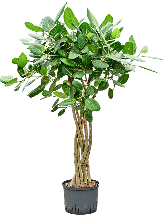 Planta naturala de interior Stem braided flat D70xH135cm Ficus benghalensis 'Audrey' P25/19cm in hidrogranule