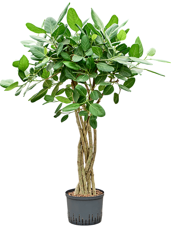 Planta naturala de interior Stem braided flat D70xH135cm Ficus benghalensis 'Audrey' P25/19cm in hidrogranule