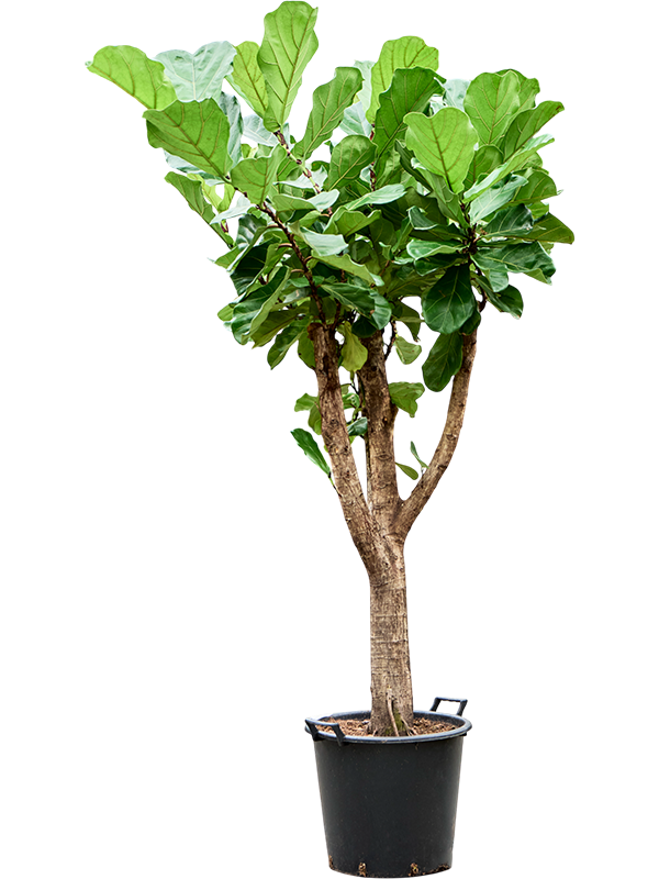 Planta naturala de interior Stem branched D100xH200cm Ficus lyrata (180-200) PS45/37cm in pamant