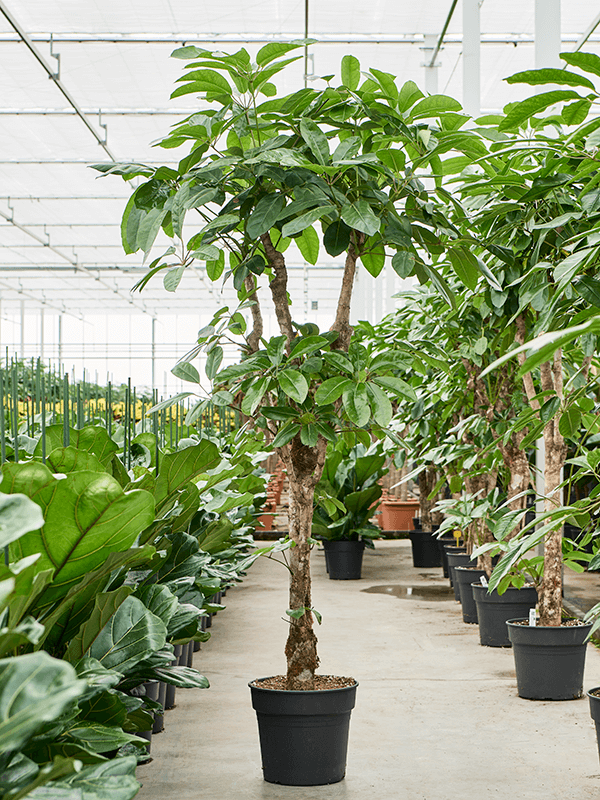 Planta naturala de interior Stem branched D100xH240cm Schefflera actinophylla 'Amate' PS45/37cm in pamant