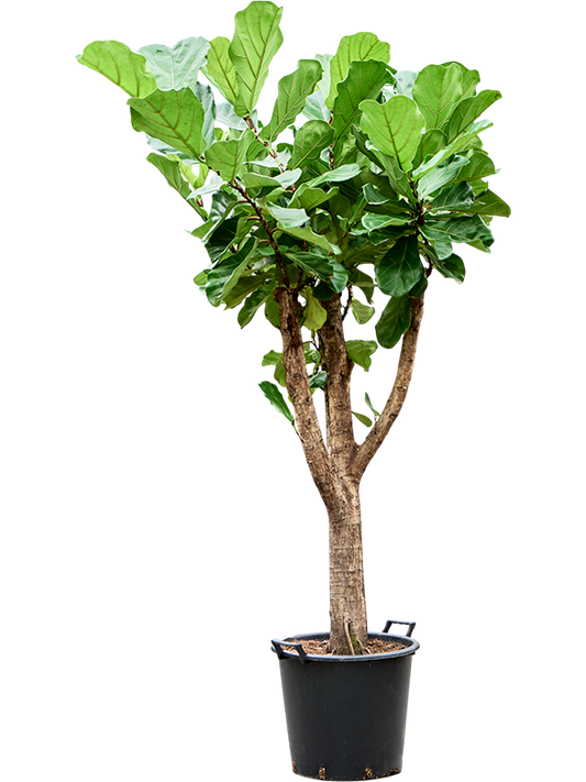 Planta naturala de interior Stem branched D100xH250cm Ficus lyrata (180-200) PS45/37cm in pamant