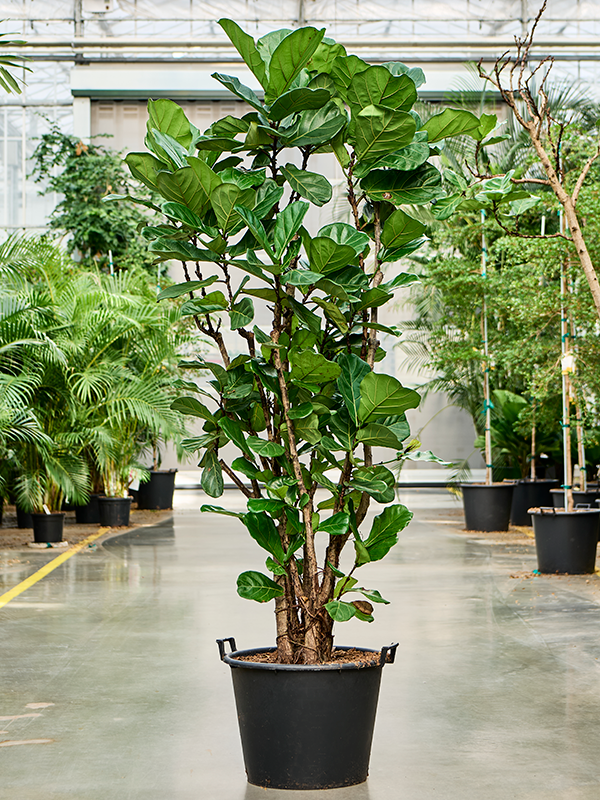 Planta naturala de interior Stem branched D120xH220cm Ficus lyrata (180-200) PS55/44cm in pamant