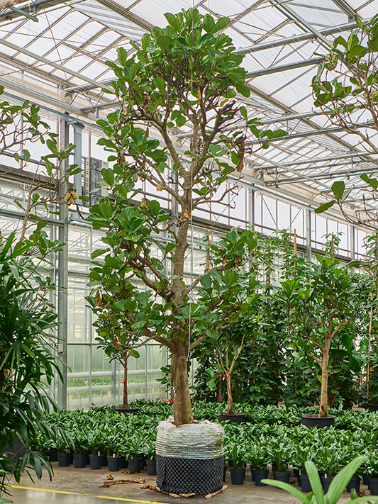 Planta naturala de interior Stem branched D210xH527cm Ficus lyrata PS60/43cm in pamant