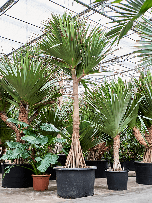 Planta naturala de interior Stem branched D250xH475cm Pandanus utilis PS110/68cm in pamant