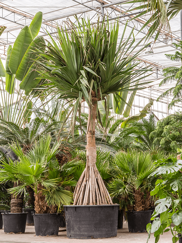 Planta naturala de interior Stem branched D300xH475cm Pandanus utilis PS120/68cm in pamant