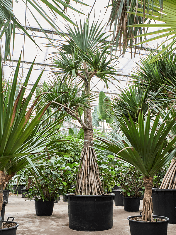 Planta naturala de interior Stem branched D300xH550cm Pandanus utilis PS120/68cm in pamant