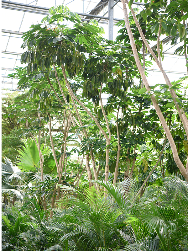 Planta naturala de interior Stem branched D300xH650cm Schefflera actinophylla 'Amate' PS110/82cm in pamant