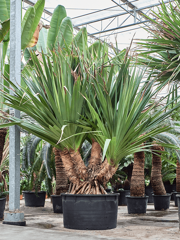 Planta naturala de interior Stem branched D350xH350cm Pandanus utilis (300-400) PS120/68cm in pamant