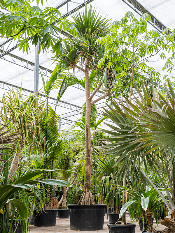 Planta naturala de interior Stem branched D450xH875cm Pandanus utilis PS140/90cm in pamant