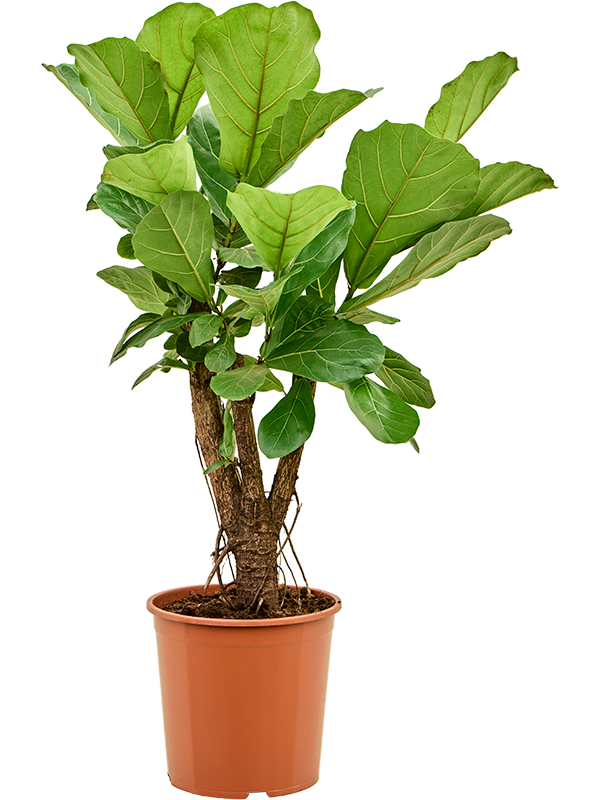 Planta naturala de interior Stem branched D50xH130cm Ficus lyrata PS30/27cm in pamant