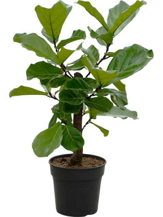 Planta naturala de interior Stem branched D60xH130cm Ficus lyrata PS30/27cm in pamant