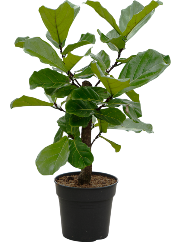 Planta naturala de interior Stem branched D60xH130cm Ficus lyrata PS30/27cm in pamant