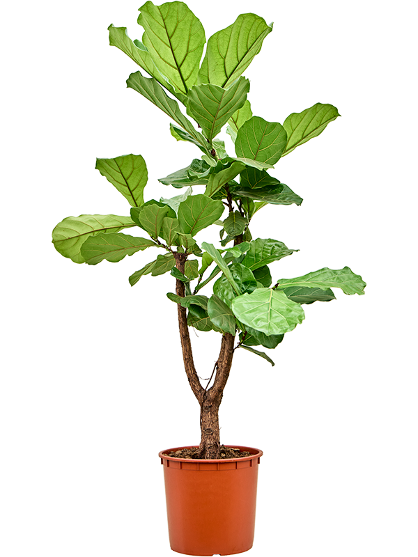 Planta naturala de interior Stem branched D60xH170cm Ficus lyrata PS34/30cm in pamant