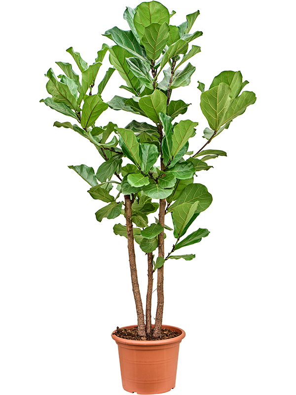 Planta naturala de interior Stem branched D70xH180cm Ficus lyrata PS40/28cm in pamant