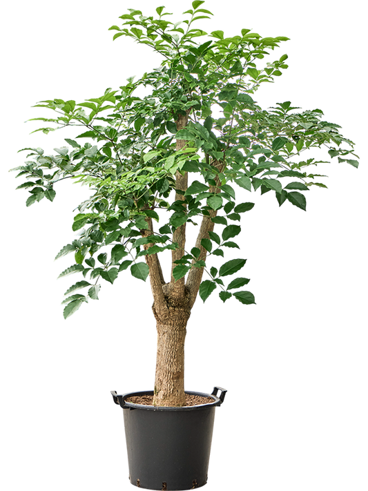 Planta naturala de interior Stem branched D70xH175cm Heteropanax chinensis PS45/37cm in pamant